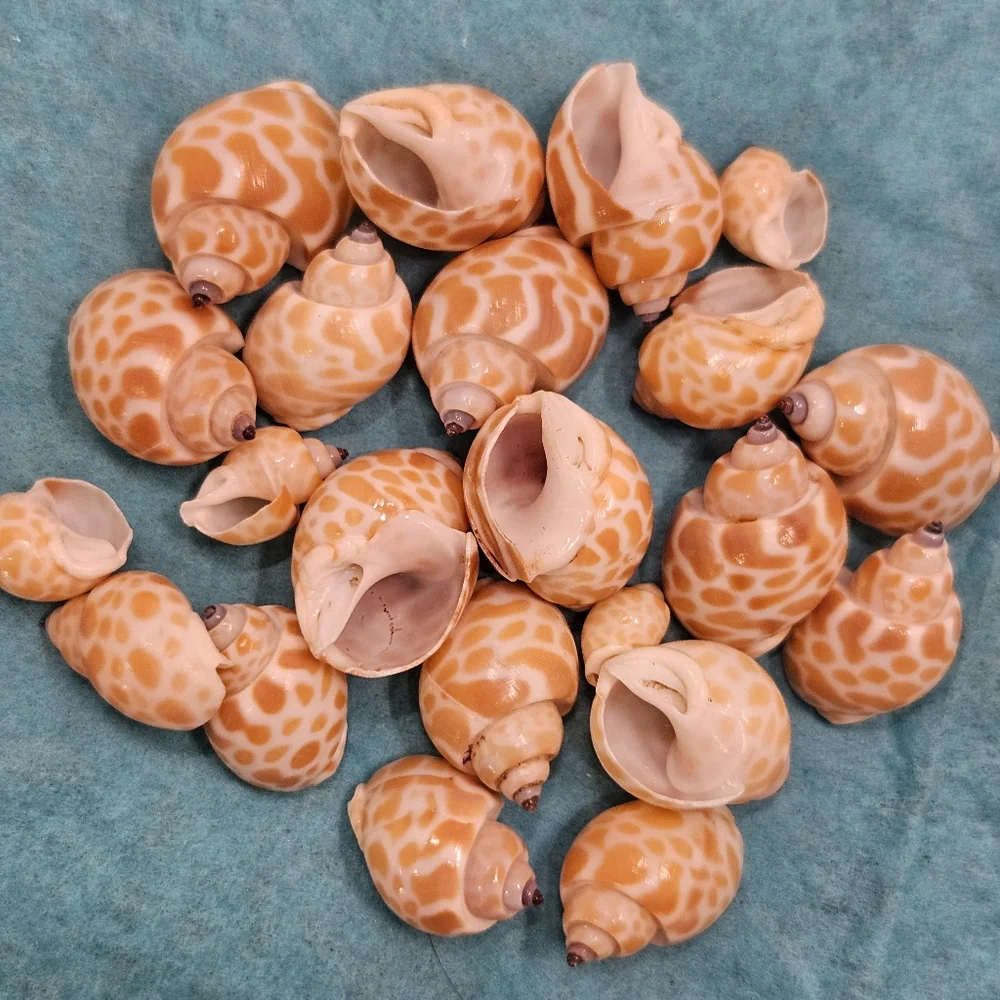 Babylonia Spirata - Various Sizes